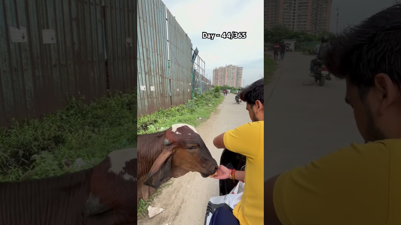 #sewa #humanity #shivshakti #bholenath #gaumata #viral #gausewa  #shorts #youtube #india #hindu