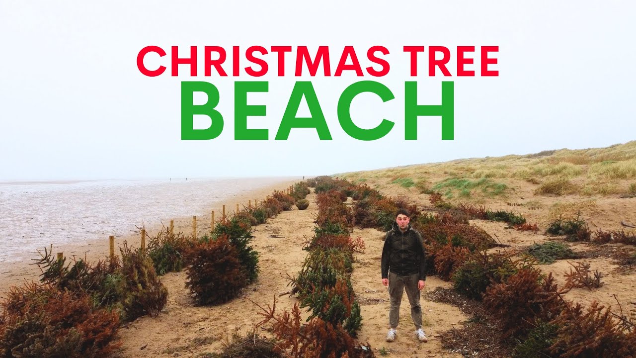 Dead christmas trees are planted on this beach - here's why