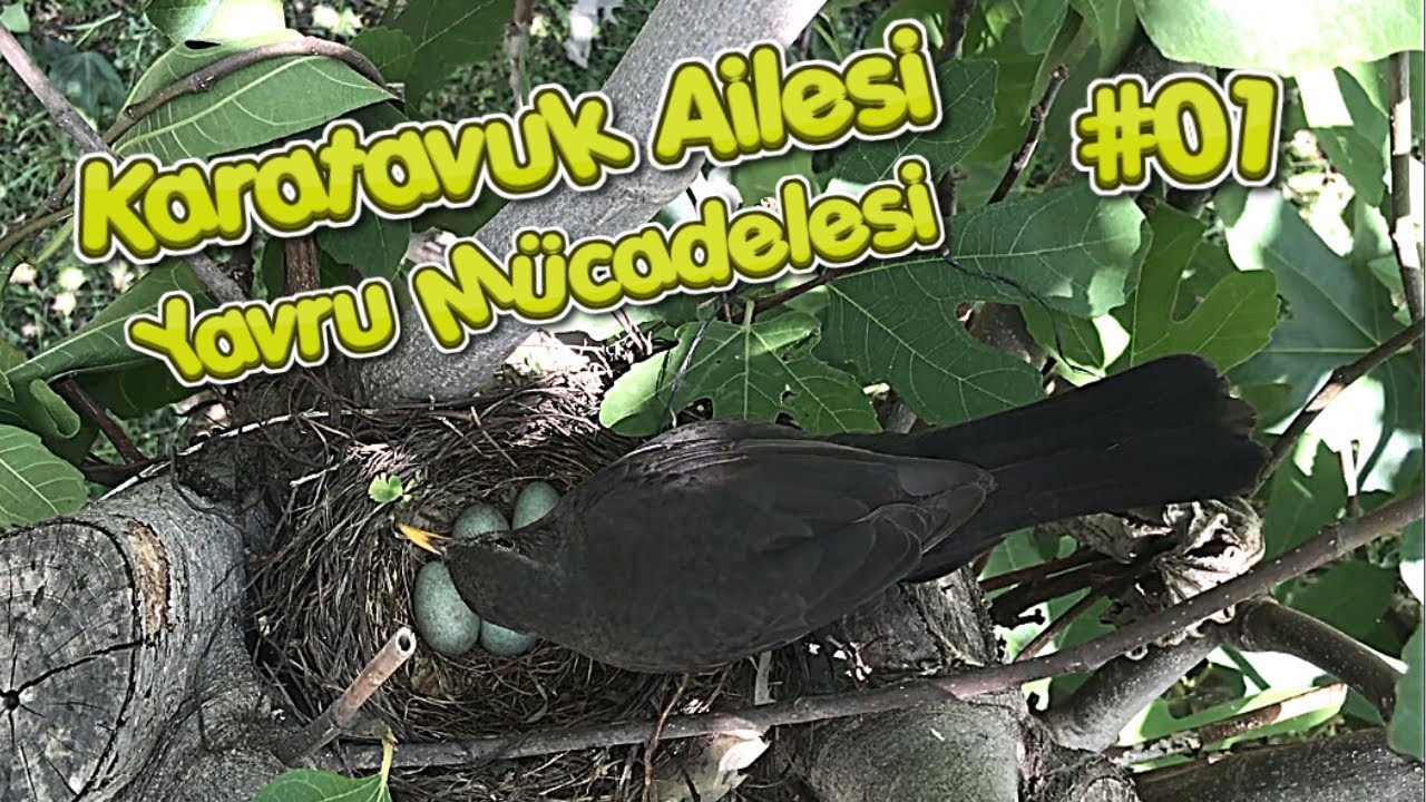 Karatavuk Ailesinin Yavru Sahibi Olma Mücadelesi / 1. Bölüm