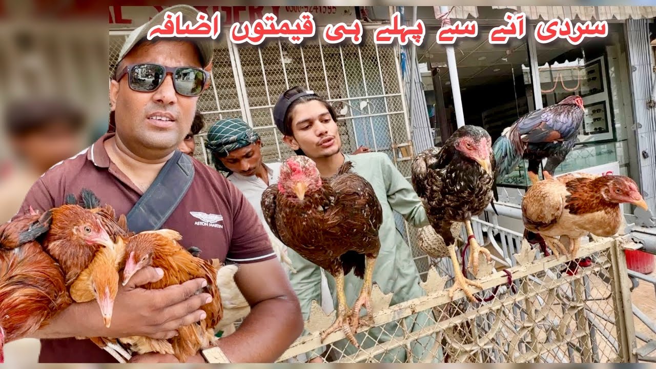 Lalukhet Sunday Market Prices Update September 2025 || Birds Market in Karachi 