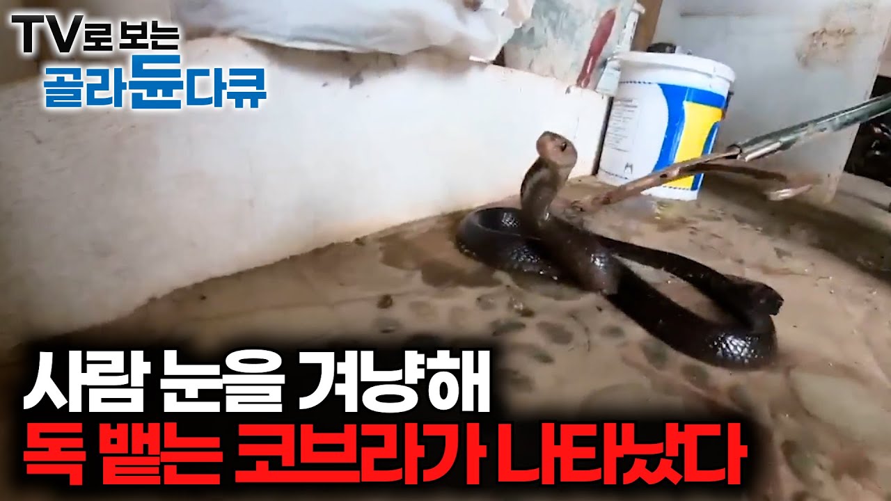 최대 2미터까지 독을 뱉는 독사가 집에서 나왔다. 뱀의 천국이라고 불리는 인도네시아 마을 가봤더니｜뱀 구조단 24시｜극한직업｜#골라듄다큐