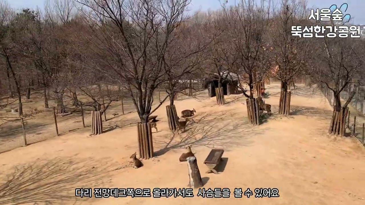 서울숲 사슴보고 뚝섬 한강공원까지 산책하기#서울숲#뚝섬한강공원#사슴#서울산책#한강