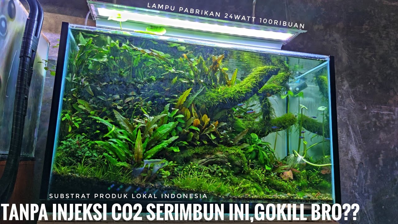 #282 UPDATE Aquascape tanpa injeksi co2 setelah 7 bulan lebih!! Pemula wajib nonton ini?