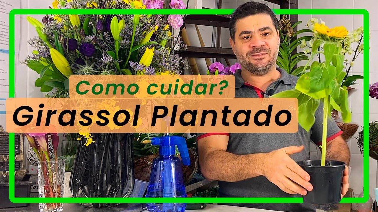 Como cuidar do Girassol Plantado, que você comprou no mercado?