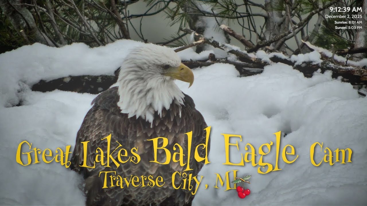 Harriet Brings a Christmas Tree! 🎄 Snowy Nest Visit with Harry & Harriet