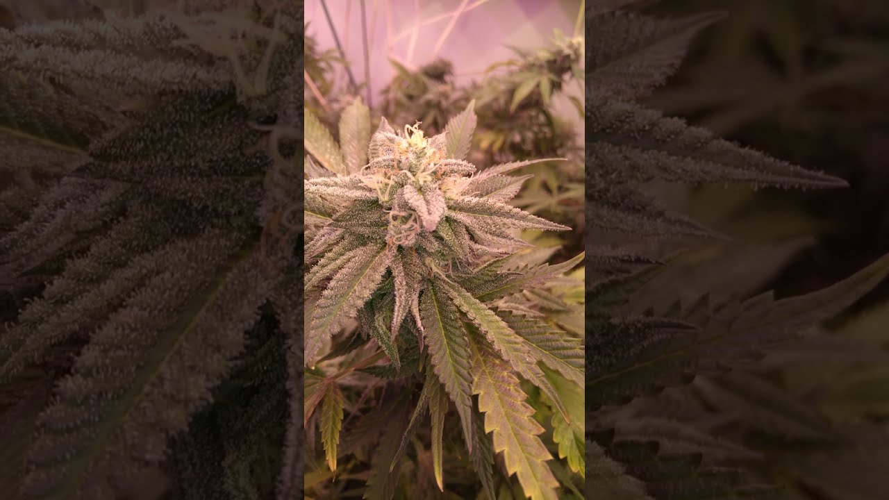 What CLONER I use & Light Setup for my weed Clones! 🤟