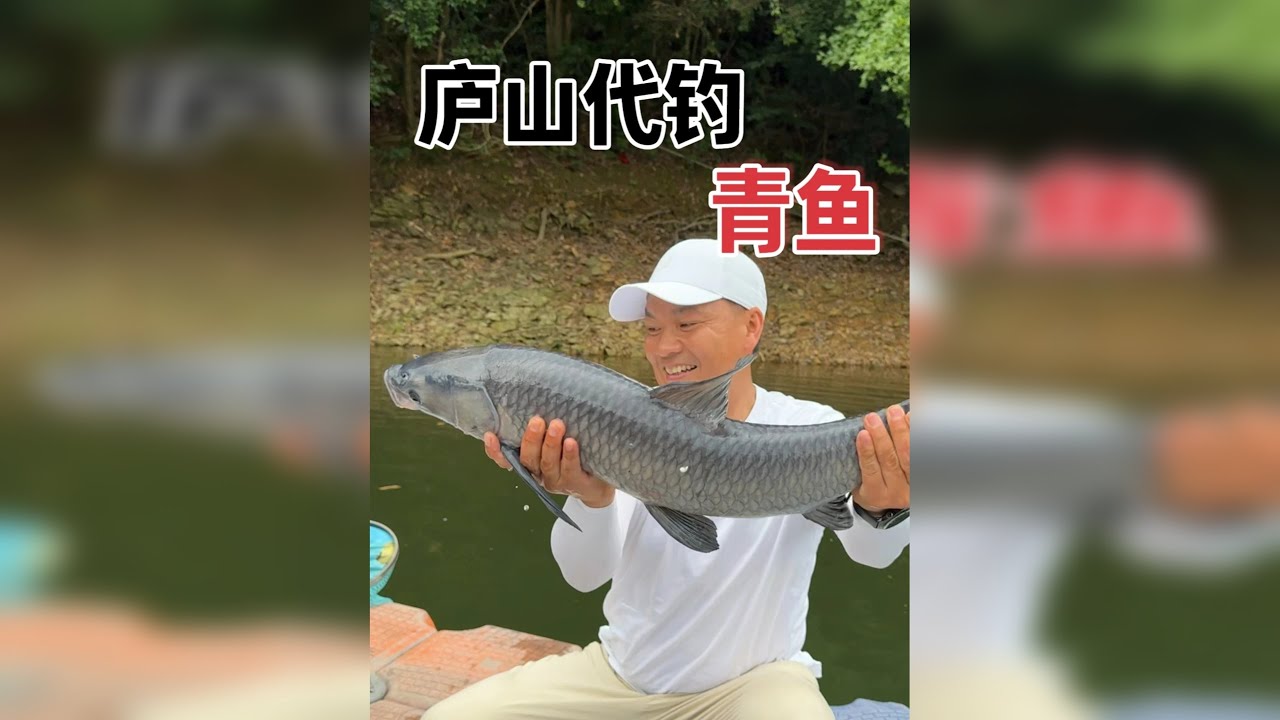 本来代钓客户说里面有20斤的大鲤鱼，结果青鱼连杆