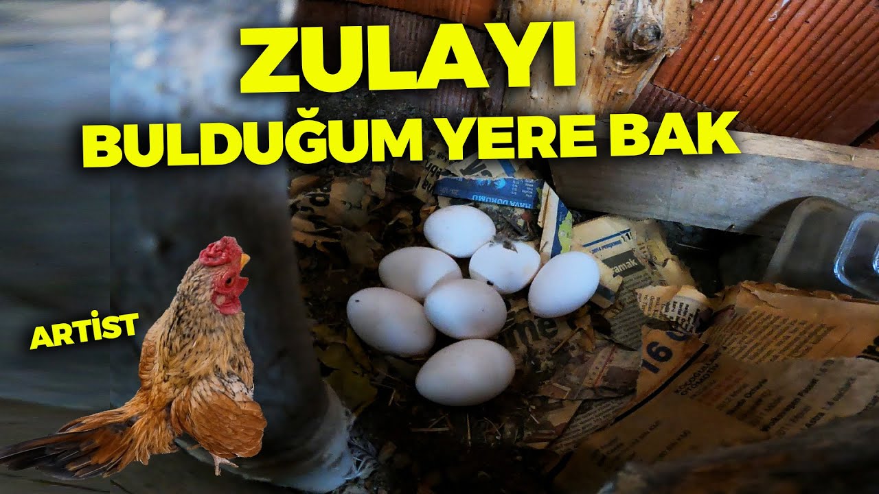 Fare Yuvasın da Yumurta Zulasını Bulduk ! Enişte Artist Olmuş - Yağmur Yağıyor - Yumurta Toplama
