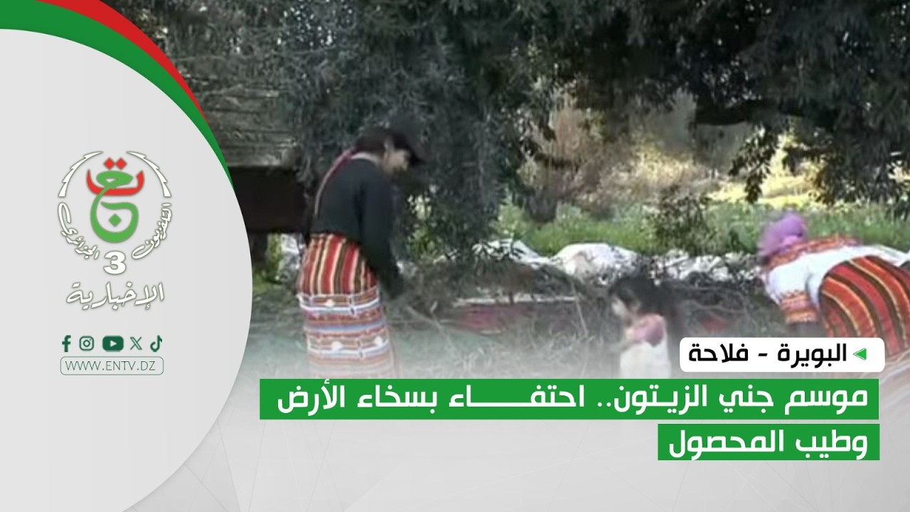 البويرة - فلاحة | موسم جني الزيتون.. احتفاء بسخاء الأرض وطيب المحصول
