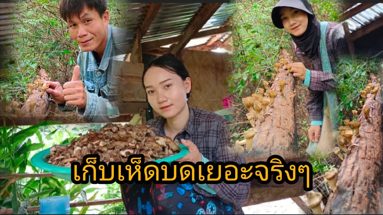 เข้าป่าหาเก็บเห็ดบดเห็ดขอน/ได้เยอะมากเลย