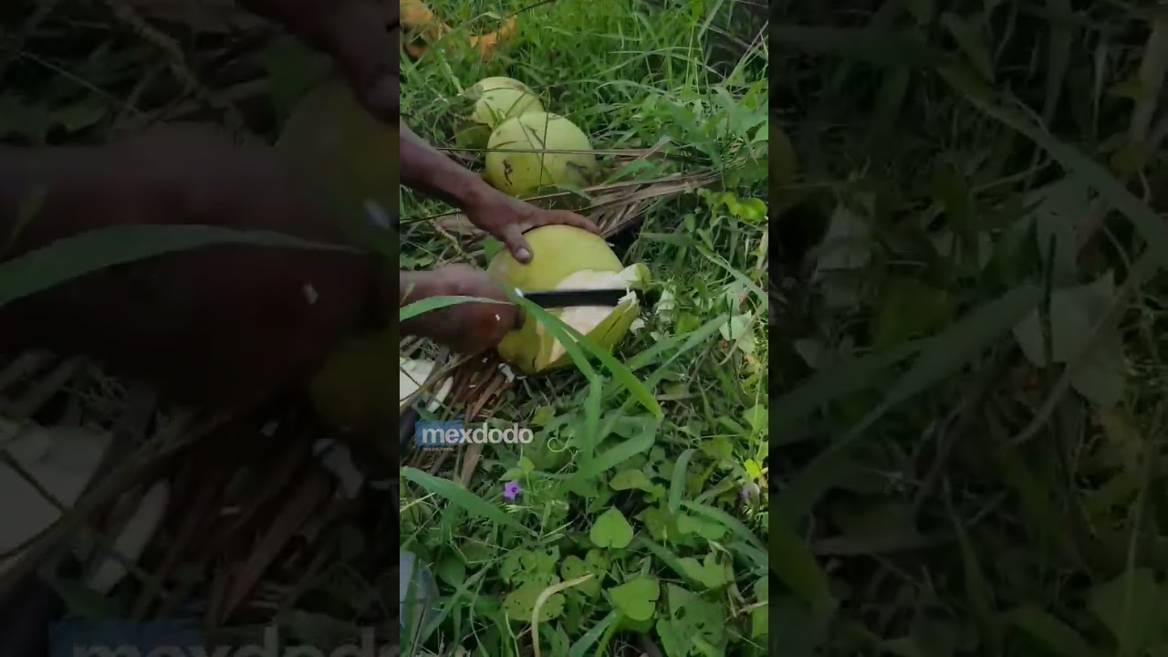 This is how the people of Sabu Raijua cut the coconut. #shortvideo #short