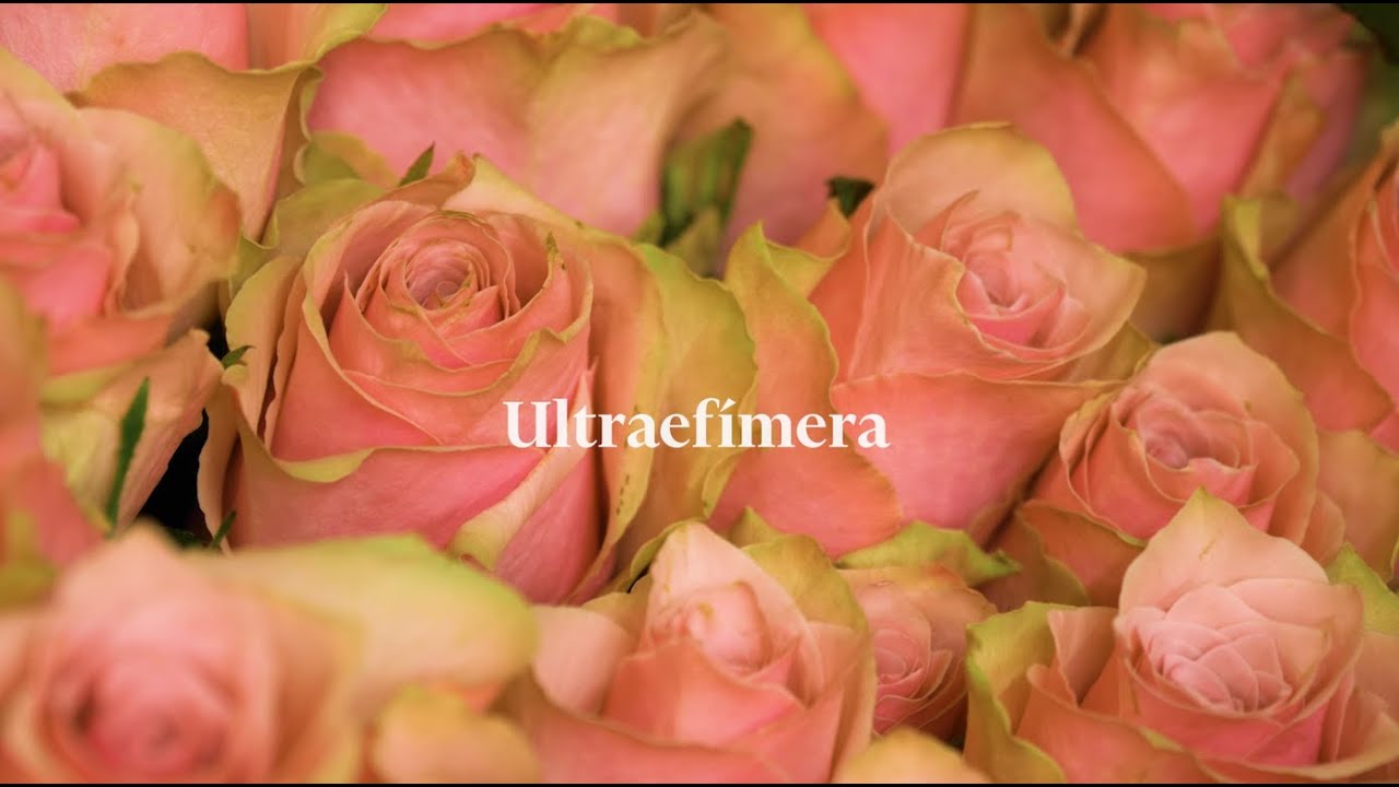 Ultraefímera #FLORASevilla | Calle Cultura