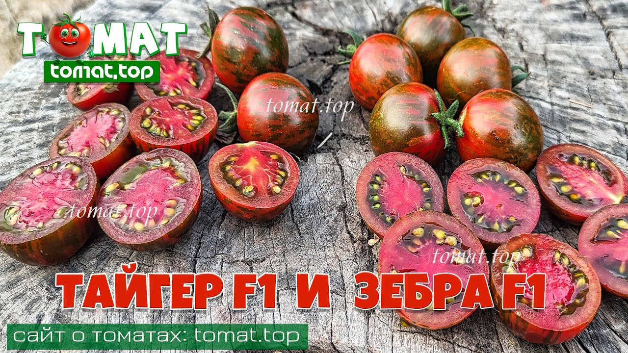 Полосатые, сладкие, устойчивые к заболеваниям, но черри! Томаты Зебра F1 и Тайгер F1