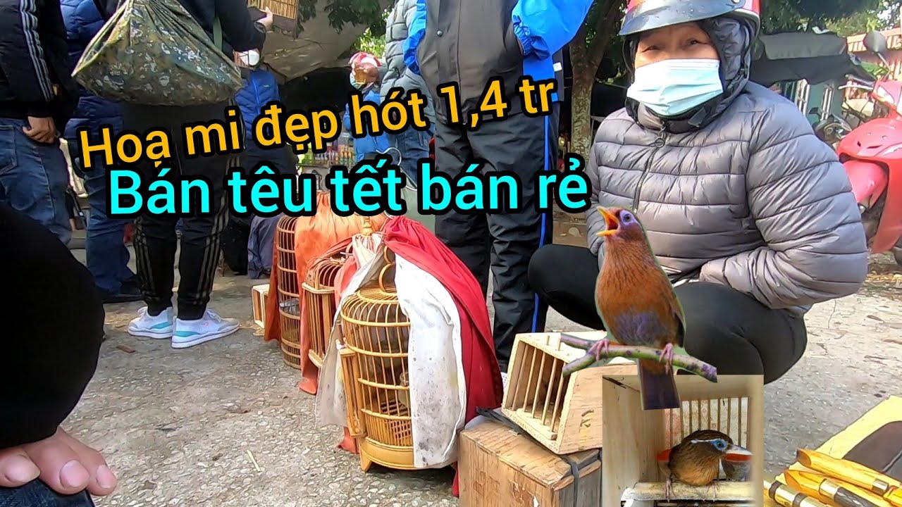 b&aacute;n chim họa mi h&oacute;t vang trời1,4 tr ti&ecirc;u Tết ch&agrave;o m&agrave;o 100k h&uacute;t mật 40k