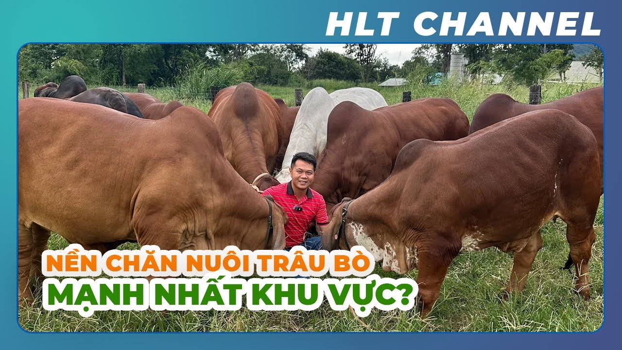 Trong Vòng 10 Năm Thái Lan Đã Tạo Ra 1 Nền Chăn Nuôi Trâu, Bò Mạnh Nhất Khu Vực