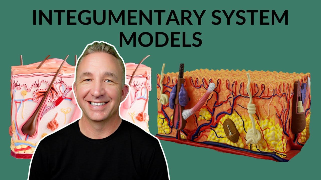 Integumentary System Models: See Inside Skin Layers Like Never Before!