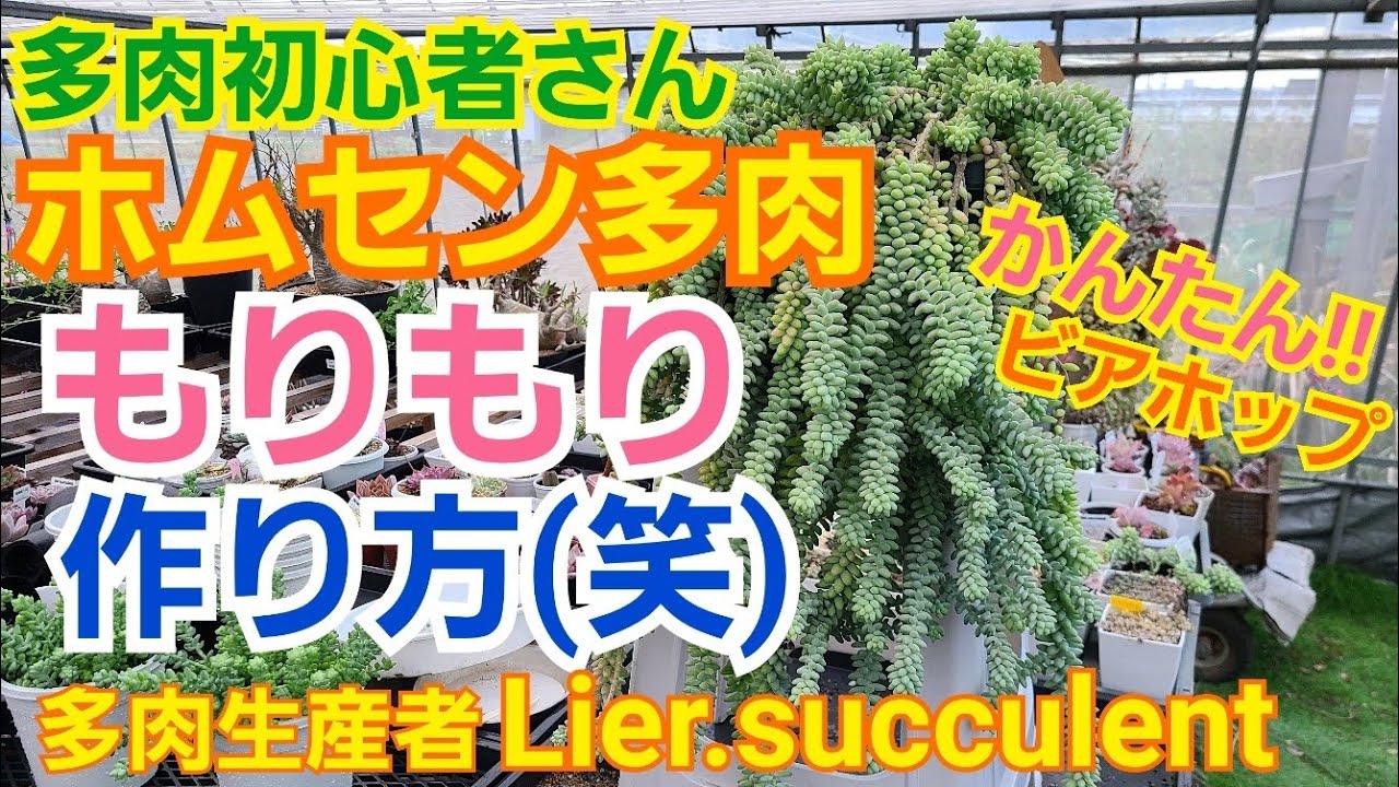 【多肉植物】【ガーデニング】多肉初心者さん🔰ホームセンターでも手に入るビアホップをもりもり増やす🎵(笑)2021年6月20日
