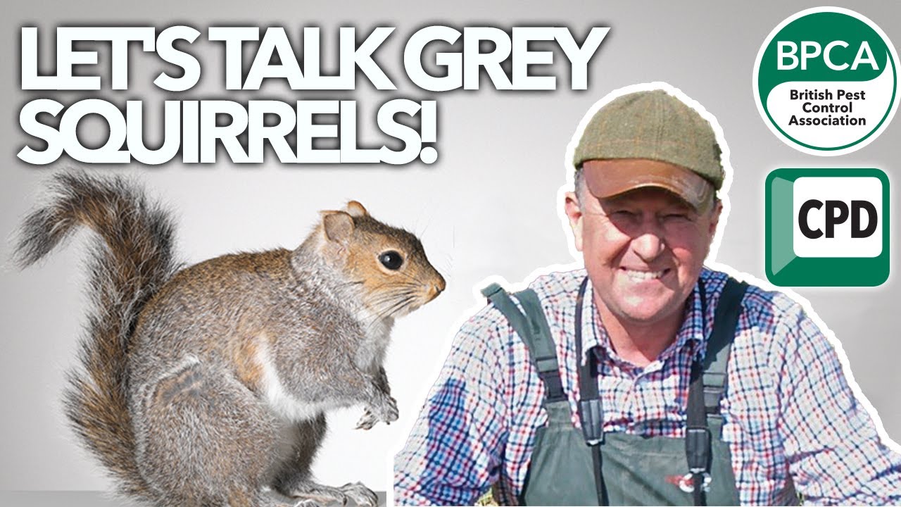 Let's talk grey squirrels with Dave Archer