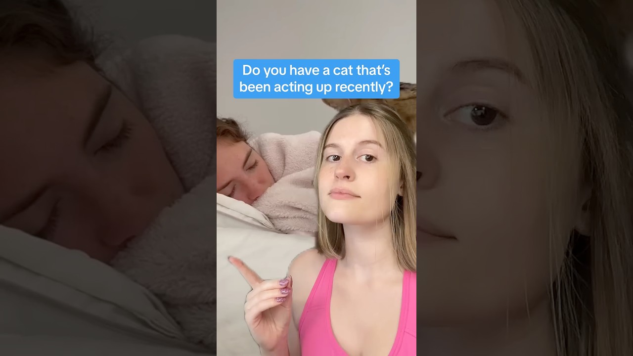 Animal behavioral specialist that&rsquo;s totally (not) real, back again to explain cat behavior