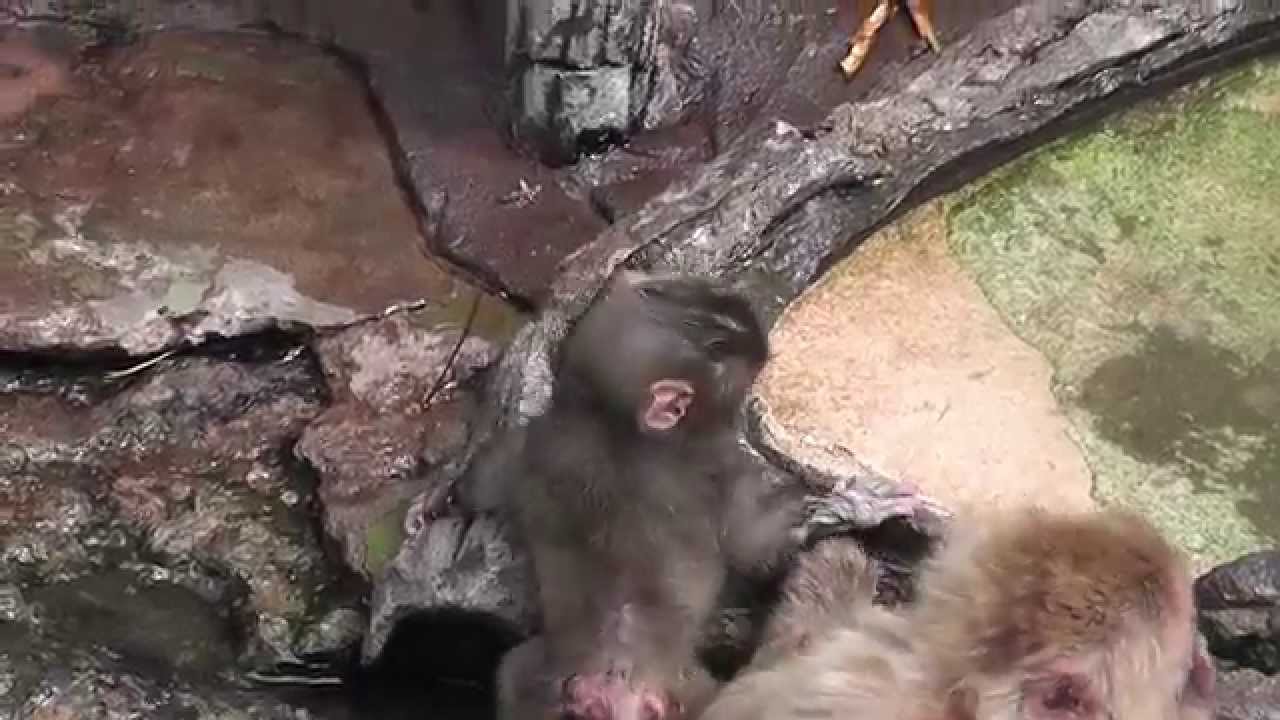 Baby monkey 2weeks old 2015①.　ニホンザルの赤ちゃん２０１５（釧路動物園）①