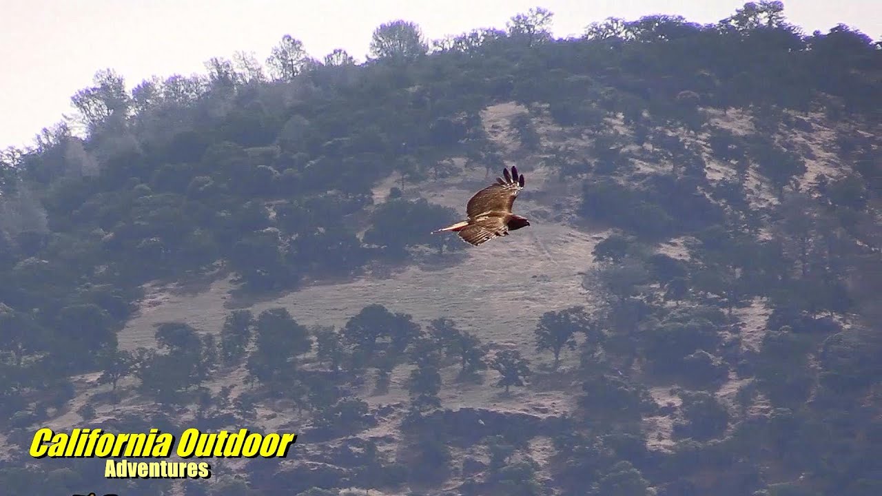 Soaring Red Tail Hawk