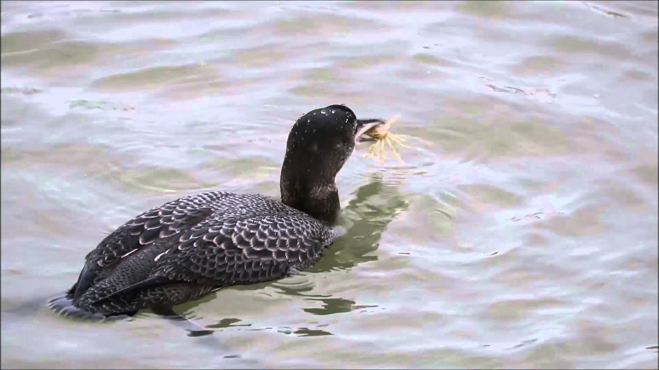 The Great Northern Diver - Ramsgate Harbour - Jan 2016