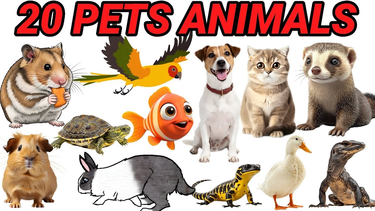 20 पालतू जानवरों के नाम सीखें | 20 Pet Animals Names for Kids | Fun Learning with Pictures & Sounds