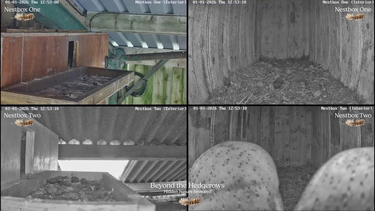 LIVE – Cumbrian Barn Owl Nestbox Cameras