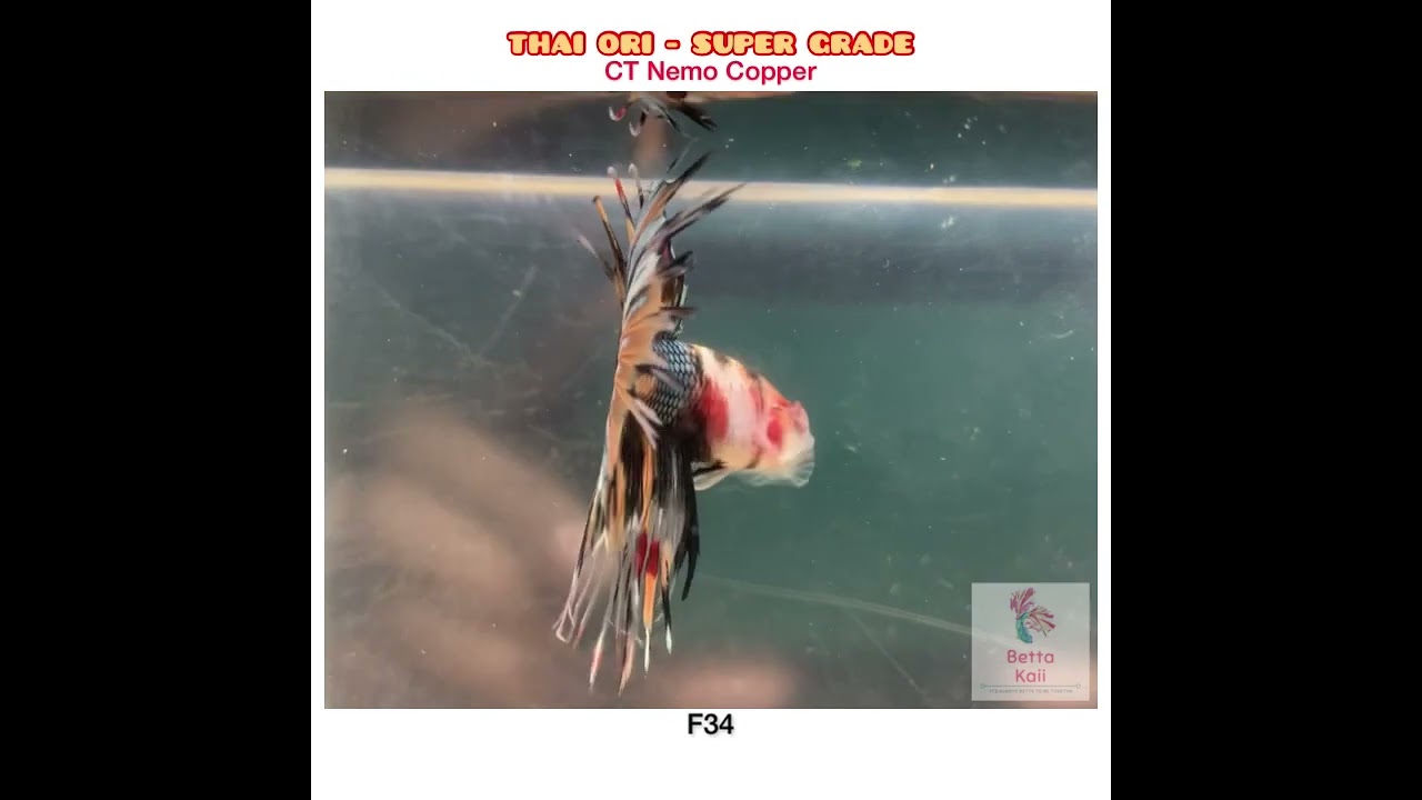 CT Nemo Copper - Visit our Instagram @betta.kaii #bettakaiicollection #rarebetta #bettafish