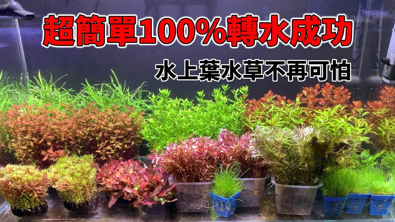 教您超簡單的100%轉水成功的方法，從此水上葉水草不再可怕|