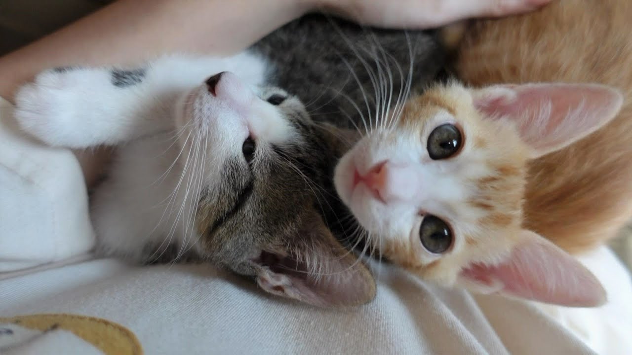 食後は膝の上にやってきてゴロゴロ言う子猫たち【生後59日】