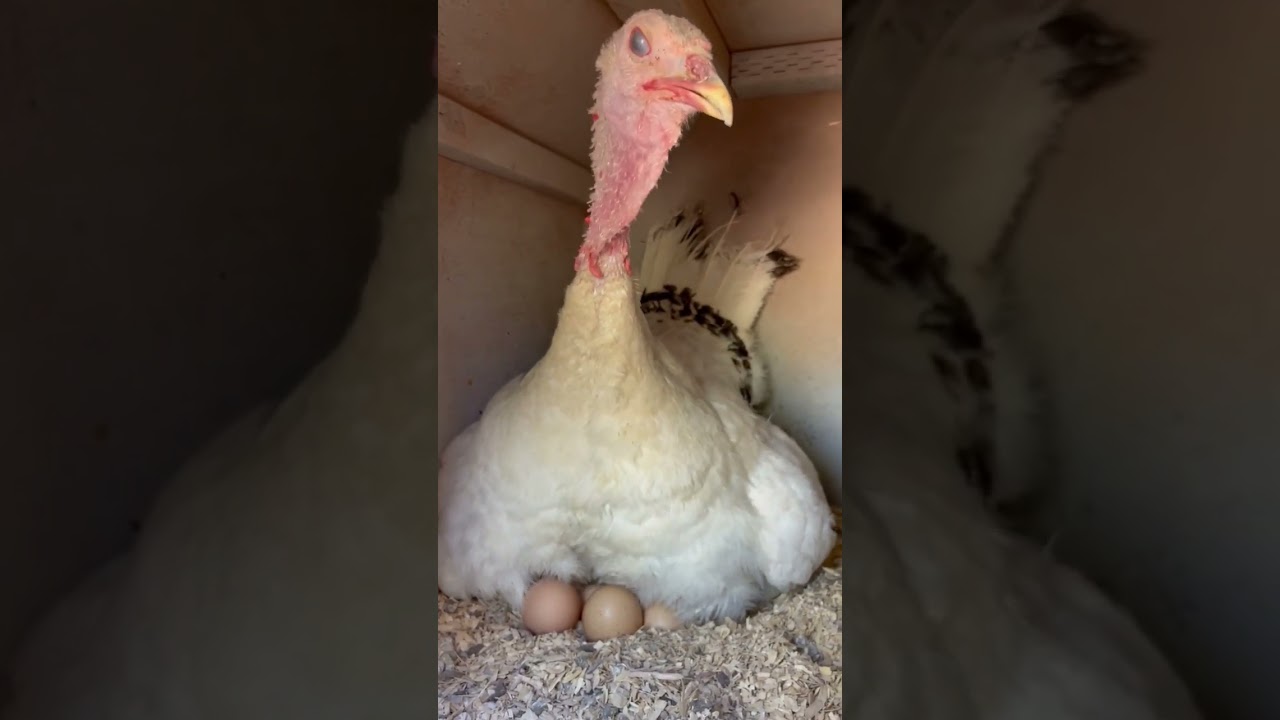 My turkey&rsquo;s chicken eggs have started to hatch!