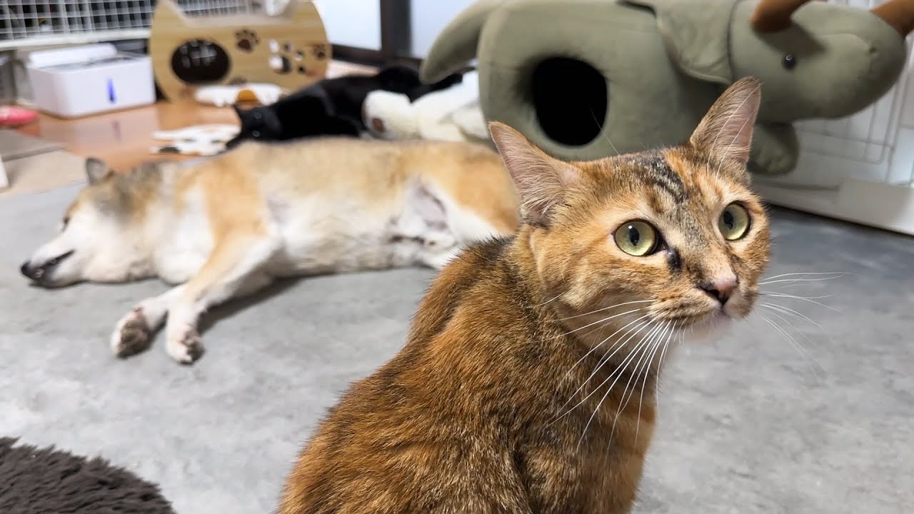 甘えん坊の猫がそばにいるとすぐ寝ちゃう柴犬だけど離れると探す姿が愛おしい