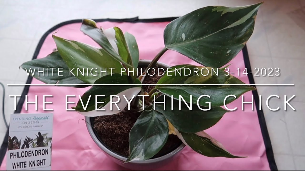 Philodendron, white knight   (repotting)
