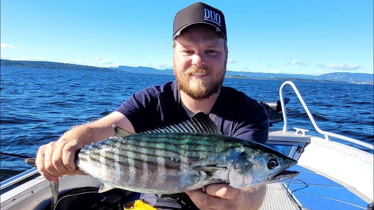 Bonito fiske med Pikewallis!