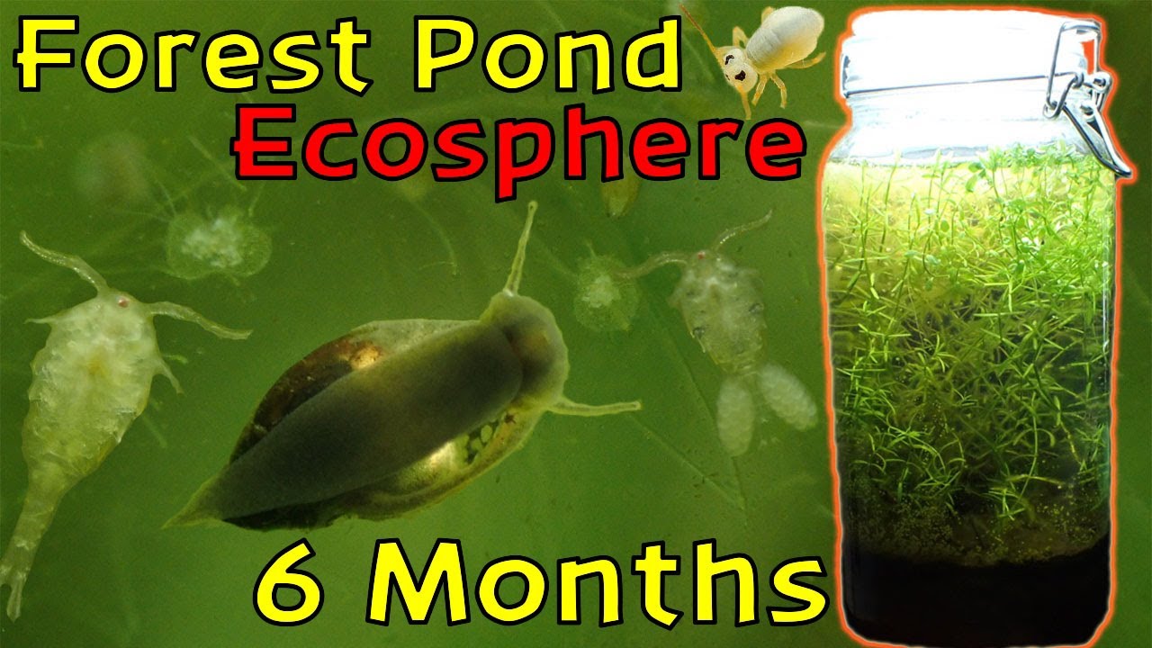 A Beautiful and Thriving Ecosystem! │ Woodland Pond Ecosphere - 6 Month Update