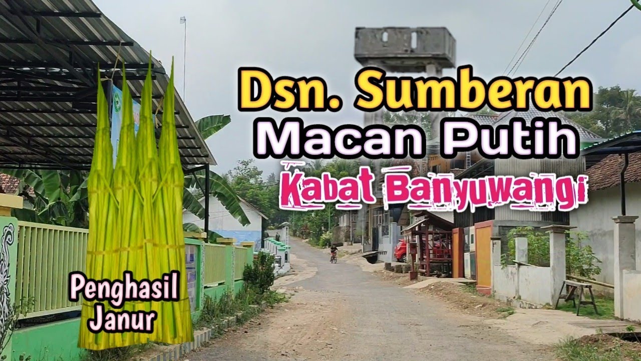 Dusun Sumberan Macan Putih Kabat Banyuwangi || Perjalanan Benelan Lor - Macan Putih 2024