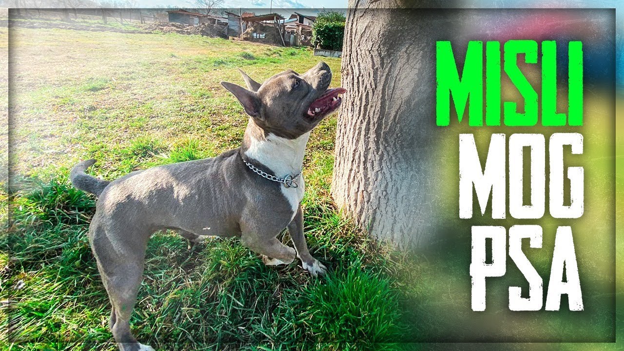 MISLI MOG PSA *pitbull*