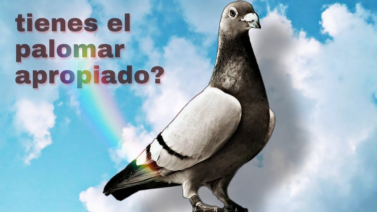 La suprema importancia del palomar