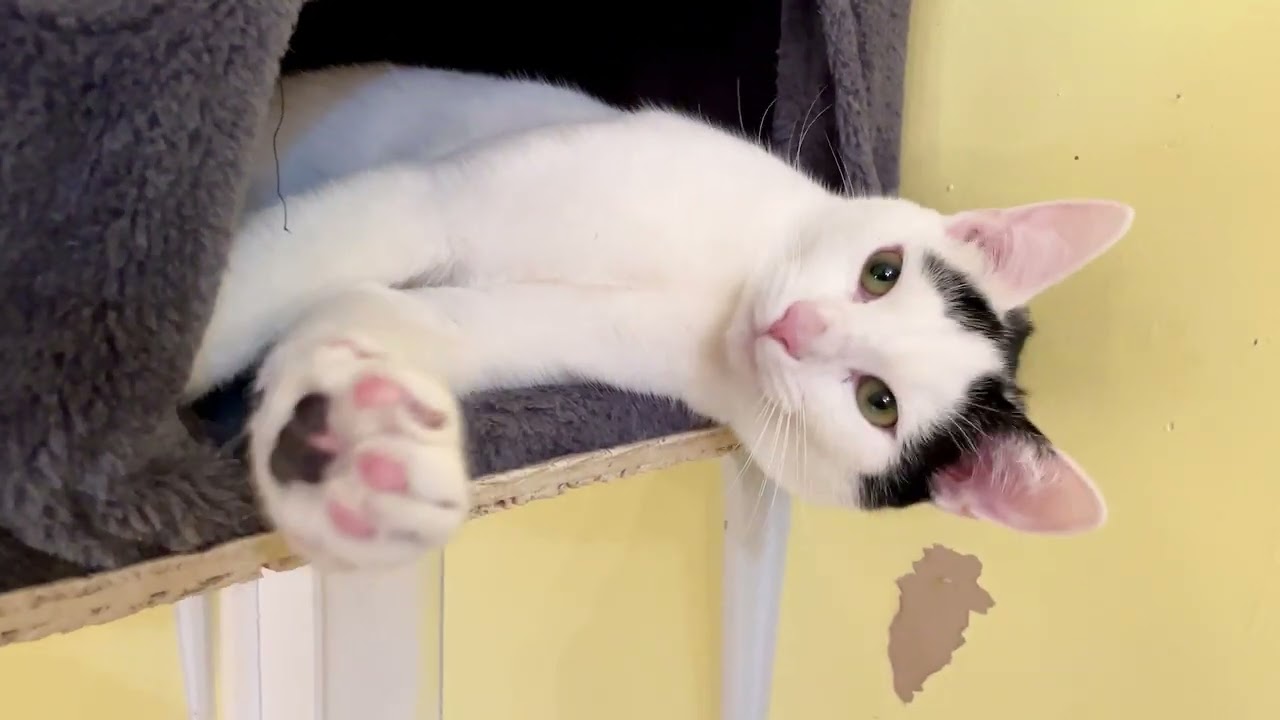 Video of adoptable pet named Alfalfa