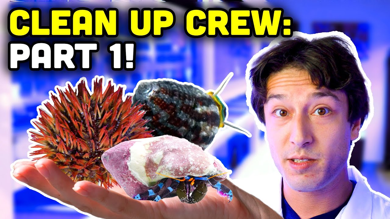 The ULTIMATE Guide to Clean Up Crew : Part 1