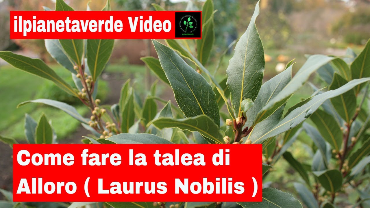 Come fare la talea di Alloro ( Laurus Nobilis )