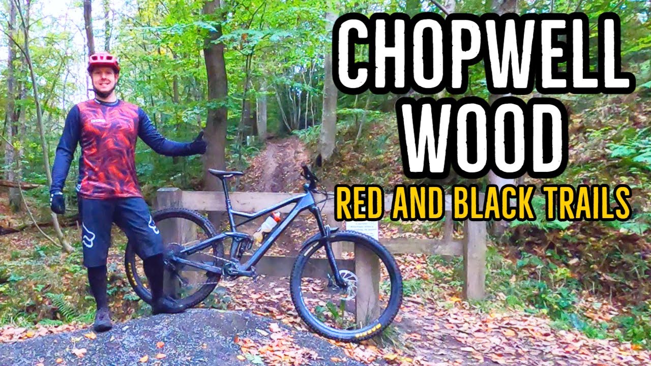 Powerline and Article 50 at Chopwell Wood