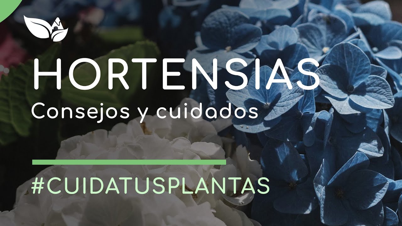 Hortensias: Consejos para su plantación y cuidados