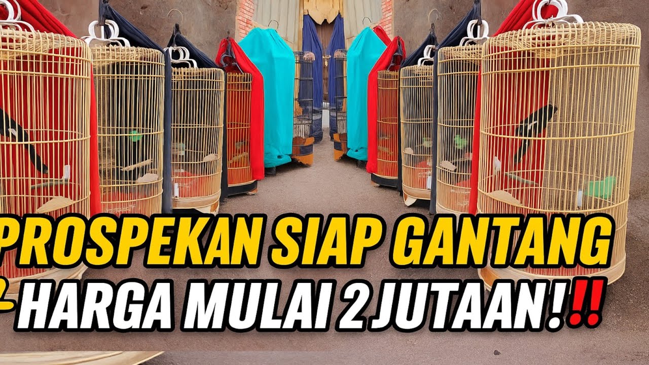 MURAI PROSPEK MULAI 2 JUTAAN‼️ LANGSUNG JUARA 1 DI KOPDAR VIKING ARENA MASTERPIECE