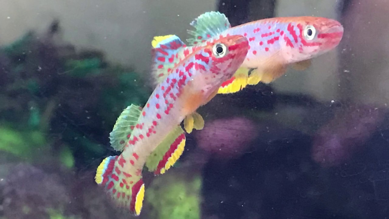 New Fish: Killifish Fundulopanchax (Aphyosemion) scheeli