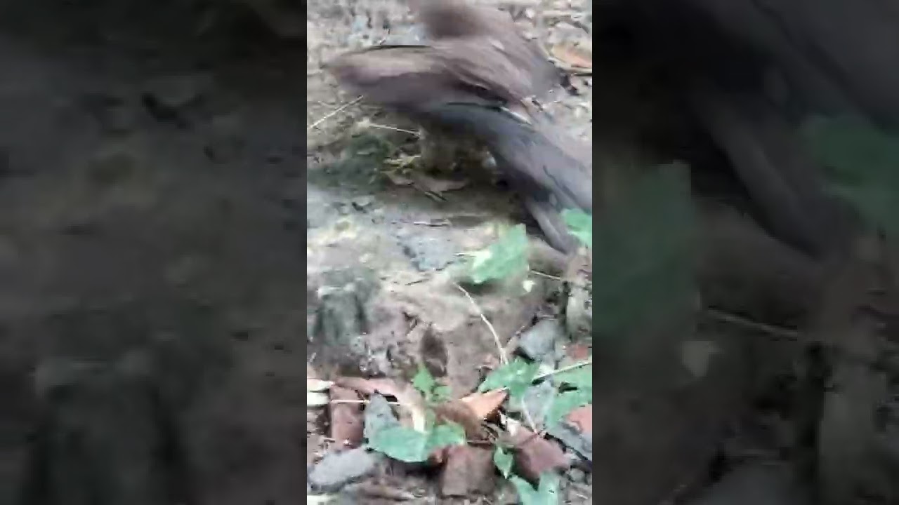 UDGAM.  the beginning(NGO) bird rescue operation(1)