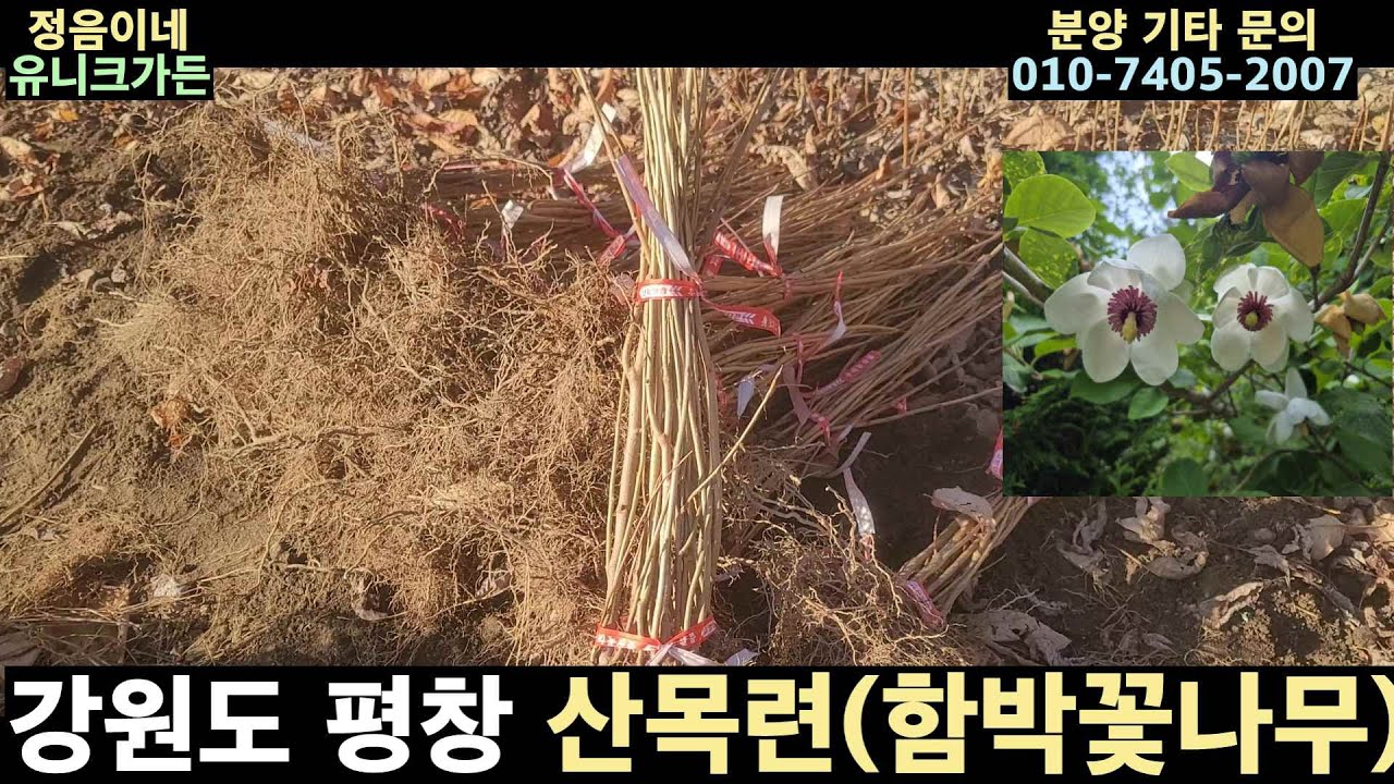 [11월분양 3탄]  강원도 평창에서 기른 산목련(함박꽃나무) 분양 / 11월16일에 캤어요.