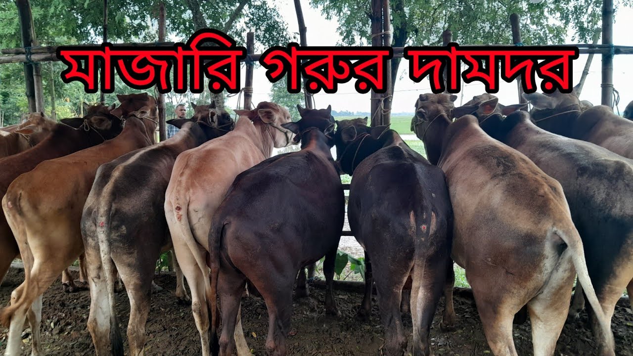 মাজারি সাইজের ষাঁড় ও বলদ গরুর দামদর জানুন সিলেট, 