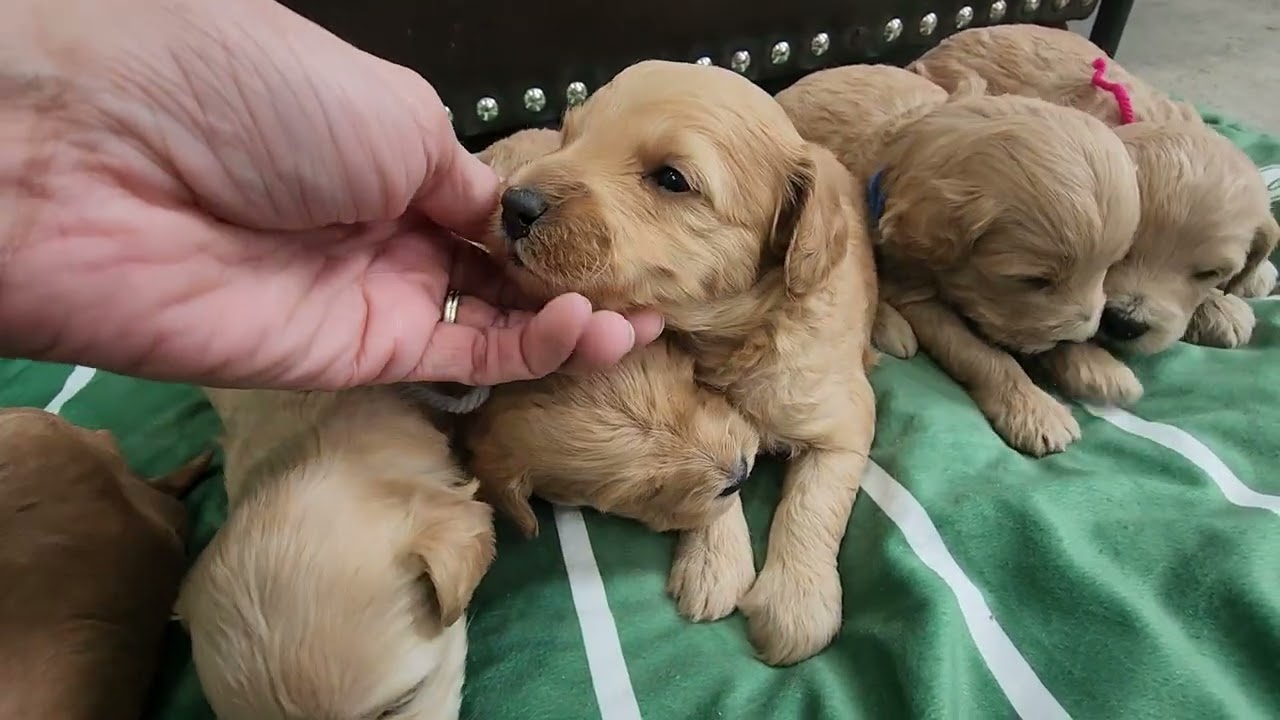 Magic & Rufus-3 weeks old